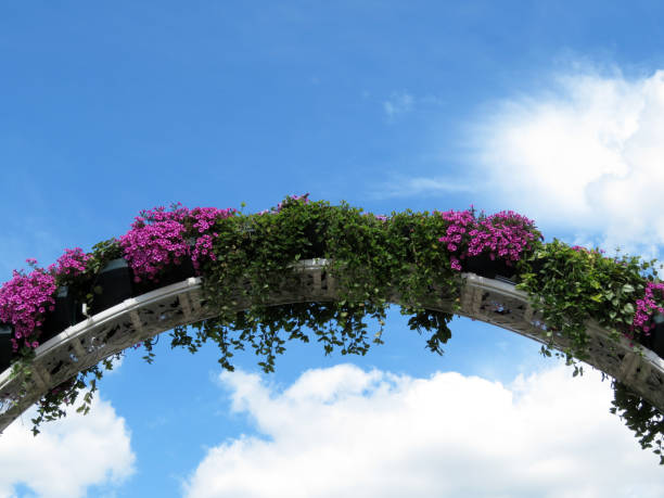 isolated image of beautiful flowers 