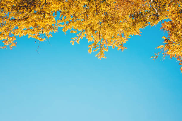 goldener herbst frame - saturated color beech leaf autumn leaf stock-fotos und bilder