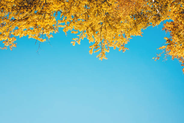 золотая осенняя рамка - saturated color beech leaf autumn leaf стоковые фото и изображения