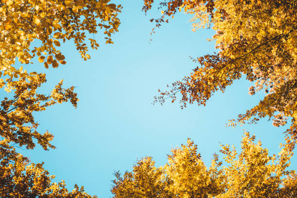 istock Golden Autumn Foliage 984978162