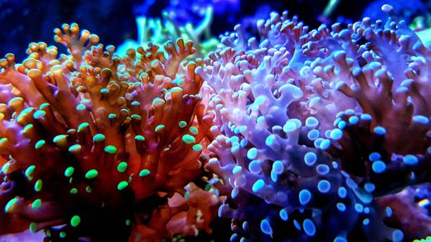 euphyllia frogspawn lps corallo macro polipi in serbatoio acquario barriera corallina di acqua salata - frogspawn foto e immagini stock