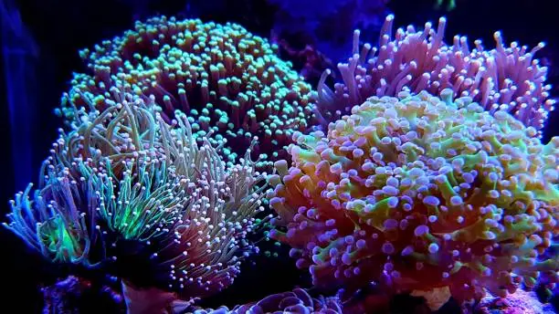 Beautiful saltwater macro shot on coral polyps