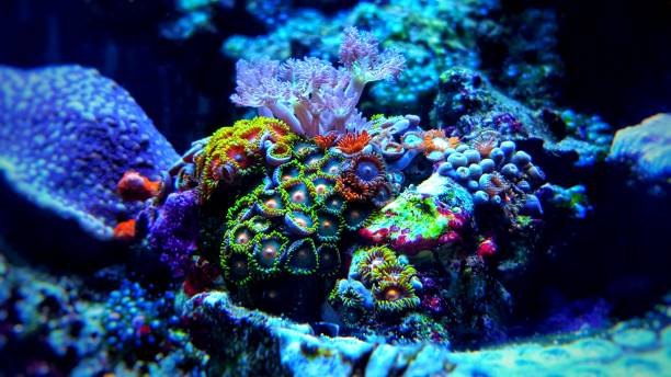 istock Zoanthus colony colorful polyps in saltwater reef aquarium tank 984979430