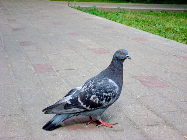 istock Pigeon gray in the park. 984982632