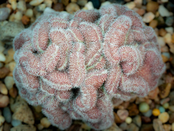 istock Cactus Shaped Like a Red Coral 984991258