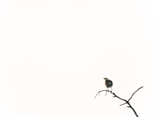 istock Bulbul Bird at The End of Branch 984994660
