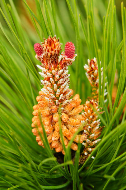 fleur d’arbre de pin en fleurs - pine nut tree pine tree pine cone photos et images de collection