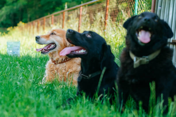 istock Black and Golden Labrador Retrievers 984996184