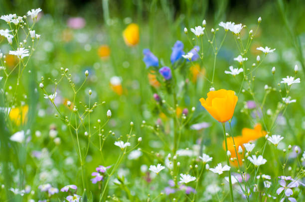 Wildflower background in sunlit meadow
