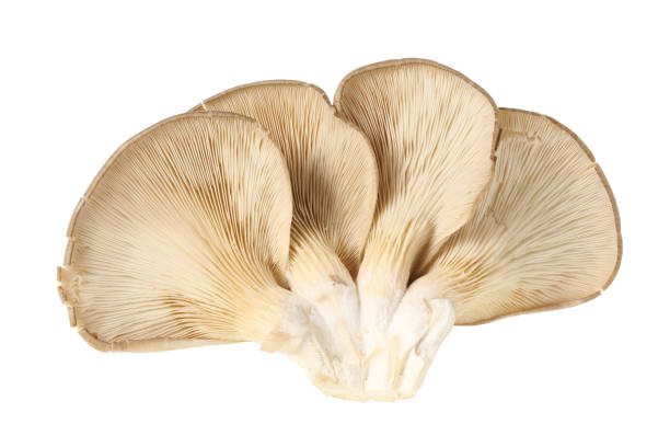 istock Oyster mushroom on white background 985002734