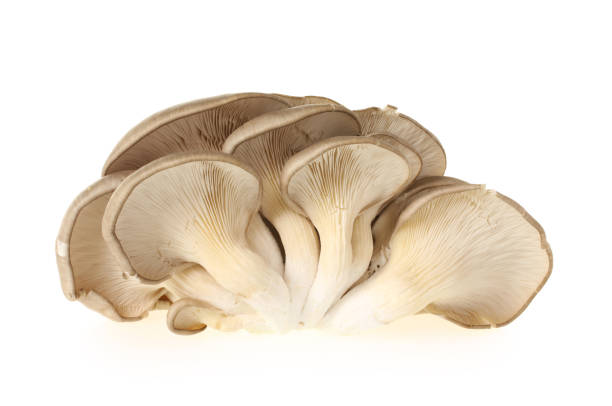 istock Oyster mushroom on white background 985002772