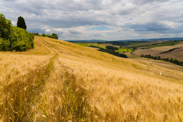 Golden ripe wheat field in rolling Toscana landscaped against cloudy sky in beginning of summer.