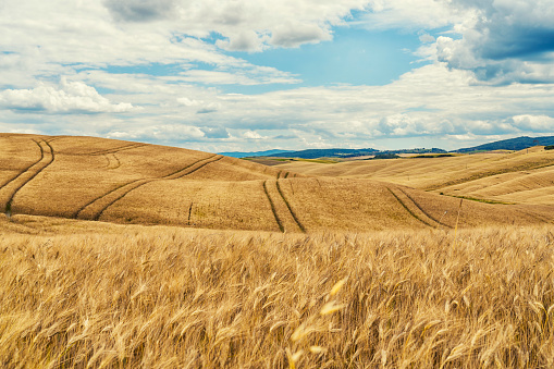 Golden ripe wheat field in rolling Toscana landscaped against cloudy sky in beginning of summer.