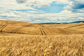 Toscana landscape and wheat field