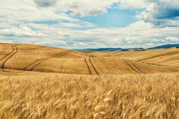 тоскана пейзаж и пшеничное поле - golden wheat стоковые фото и изображения