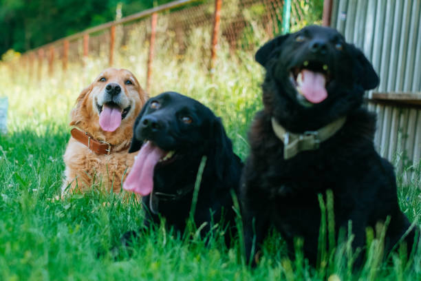 istock Black and Golden Labrador Retrievers 985007576
