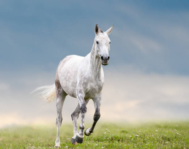 istock Gray dapple horse runs in field 985012042