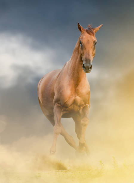 30 White Horse Runs Gallop Front Stock Photos, Pictures & Royalty-Free  Images - iStock