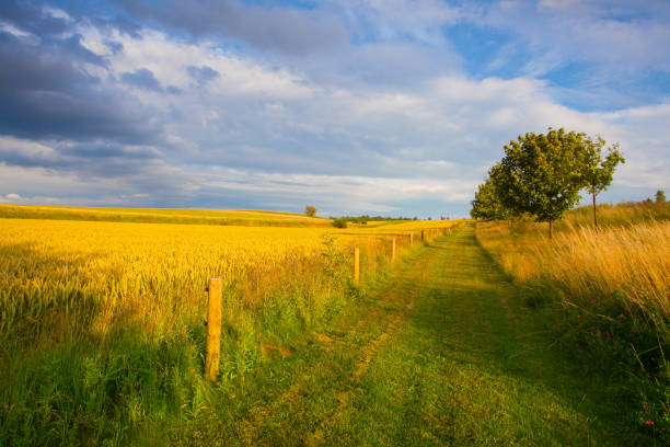 The road passes through a field where ripe wheat is. Behind is a blue sky