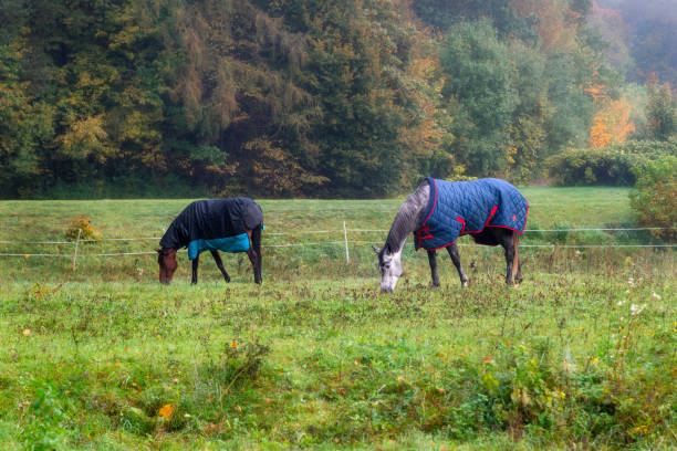 Pedigree horses with coats eating grass surrounded by autumn trees and nature