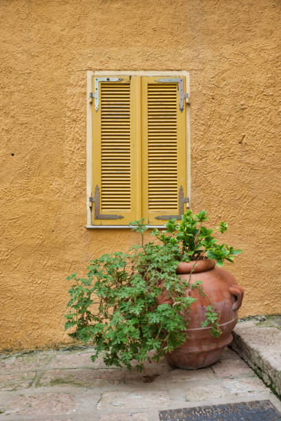 istock yellow painted wall with plant in vase 985014434