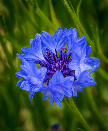 A square close-up shot of a blue cornflower on a blurred background.
