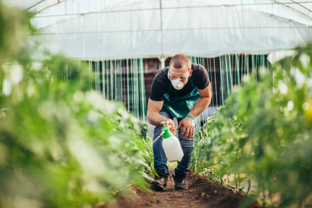 istock Young farmer spraying plants in greenhouse 985023462