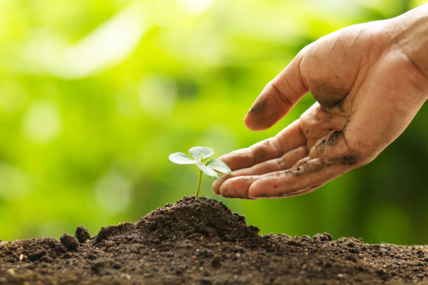 istock Hand touching leaf of seedling by gentle 985030140
