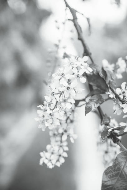 istock Blooming bird cherry tree in the garden 985030180