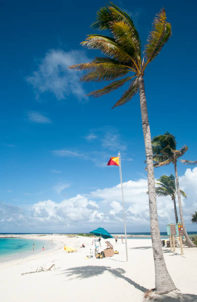 istock Paradise Island Beach Palms 985033256
