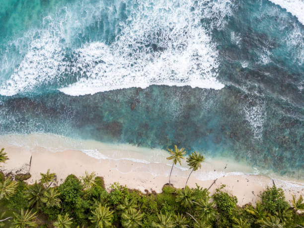 istock Tropical island coastline with two distinctive palm trees 985036832
