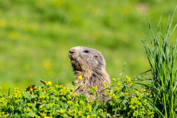 istock Curious cute alpine marmot hiding on a meadow and watching for d 985036968