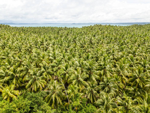 istock Tropical landscape with palm tree forest and ocean in the background 985037162