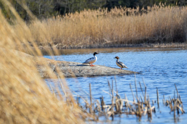 istock Common merganser / goosander on a cliff by the water 985037468
