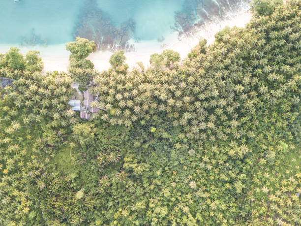 上から局所フォレスト内のいくつかのパーム ツリー覆われた住宅 - mentawai islands rural scene sumatra indonesia ストックフォトと画像