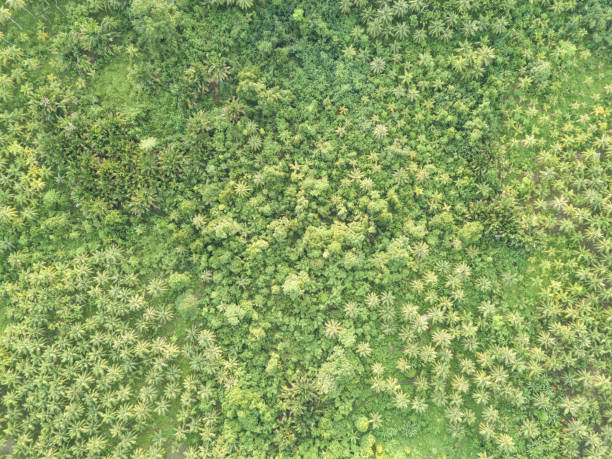 istock Tropical island landscape from directly above 985037842