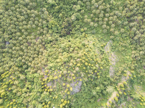 cerro cubierto de árboles tropicales y palmeras de directamente arriba - mentawai islands rural scene sumatra indonesia fotografías e imágenes de stock