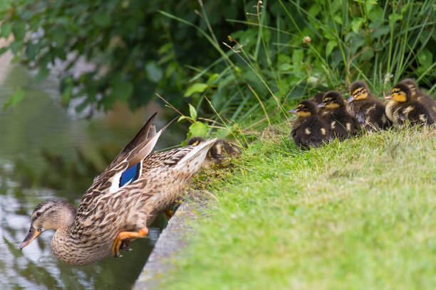 Mother duck lures chicks in water by leaving. I took this photo at a pond in the netherlands. During breeding season in spring time, a lot of wild animals are getting offspring. This waterbird has nine young ducklings. Their mother is leaving them to stimulate the young birds to also dive or jump in the water.