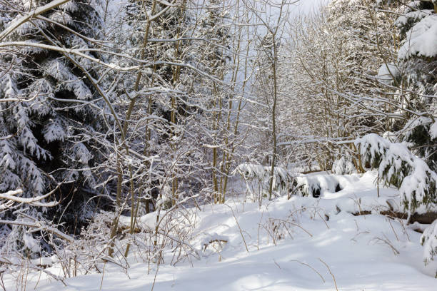 istock Trees and branches covered with snow in the winter forest 985038330