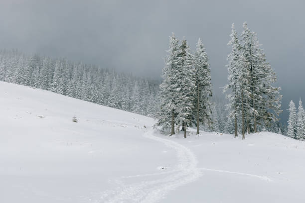 istock Silver fir trees in the winter forest 985038476