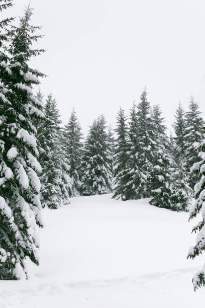 istock Snowy forest openning surrounded by snow-covered fir trees 985038526