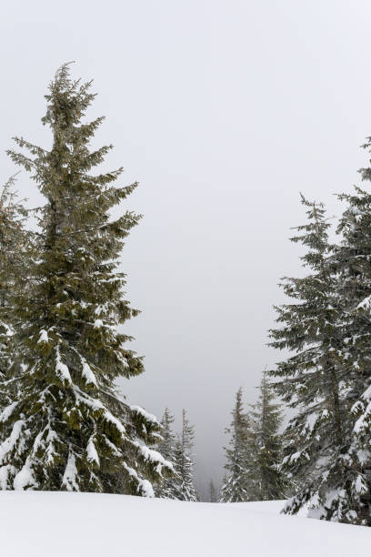 istock Foggy snowy day in the Carpathian mountains 985038542