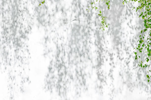 白い壁に映る葉の影 - 連銭芦毛 ストックフォトと画像