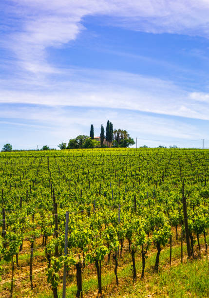 istock Vineyard in Montepulciano,Tuscany, Italy 985042214