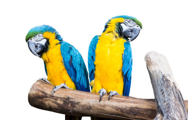 istock Couple blue-yellow parrots sit on a branch isolated 985042394