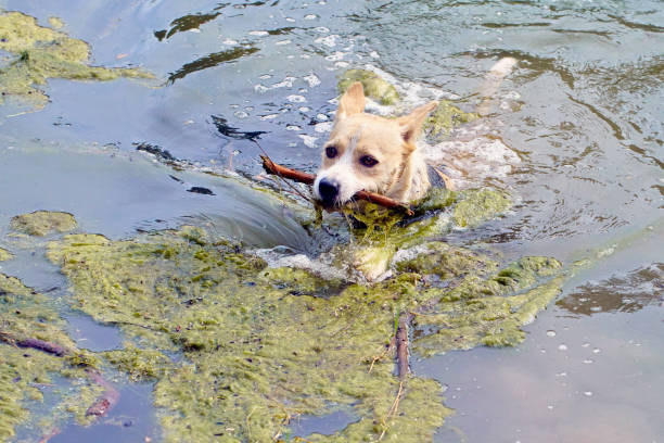 Dog swiming with a stick in the mouth, between the algaes in a pond