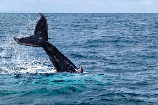 istock Caudal / tail fin on the Humpback whale making a big splash 985047316