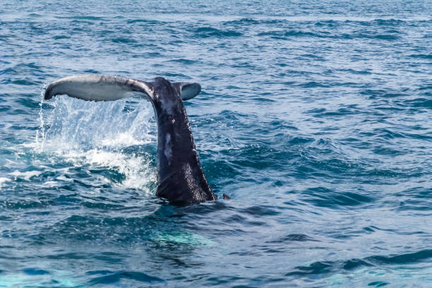 istock Caudal / tail fin on the Humpback whale making a big splash 985047600