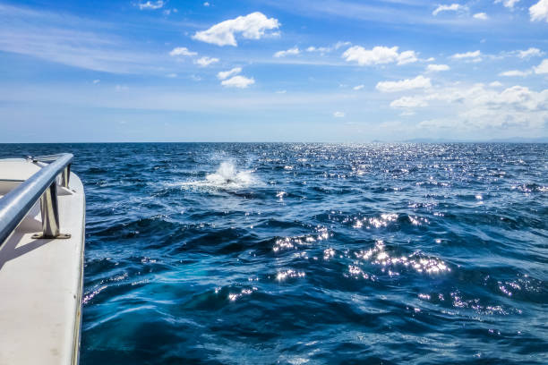istock Whale watching. Humpback whale making a big splash 985048050