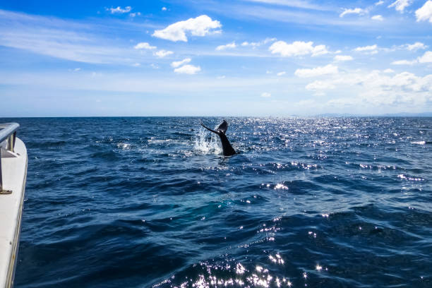 istock Whale watching, caudal / tail fin on the Humpback whale 985048334